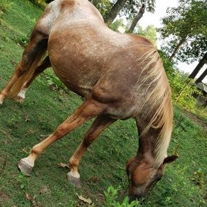 Meet your Posher, Kimber